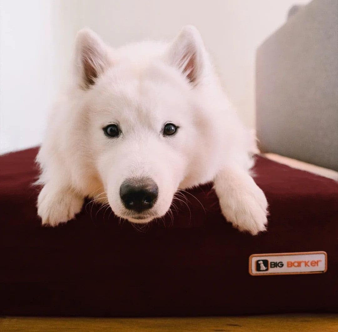 Barker Beds Sleek Dog Bed for Large Sized Dogs (Large, Burgundy) – 7" Thick Soft & Comfortable Orthopedic Cushion – Durable & Washable Microsuede Cover – Made in USA